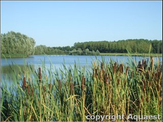 AQ-203 étang de Froimont