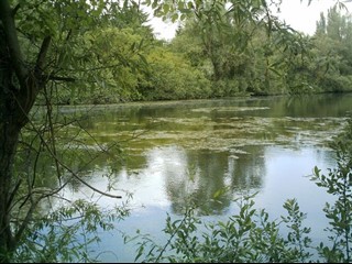 AQ-246 étang Chanterelle